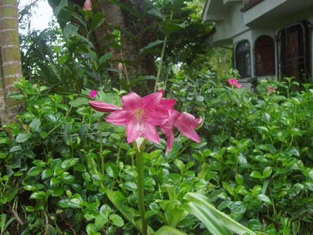 Costa Rica Real Estate